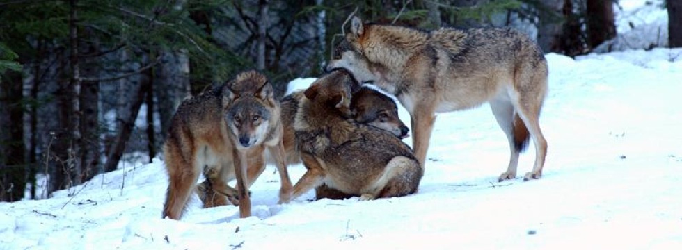 Ausflug: Alpha Wolfspark