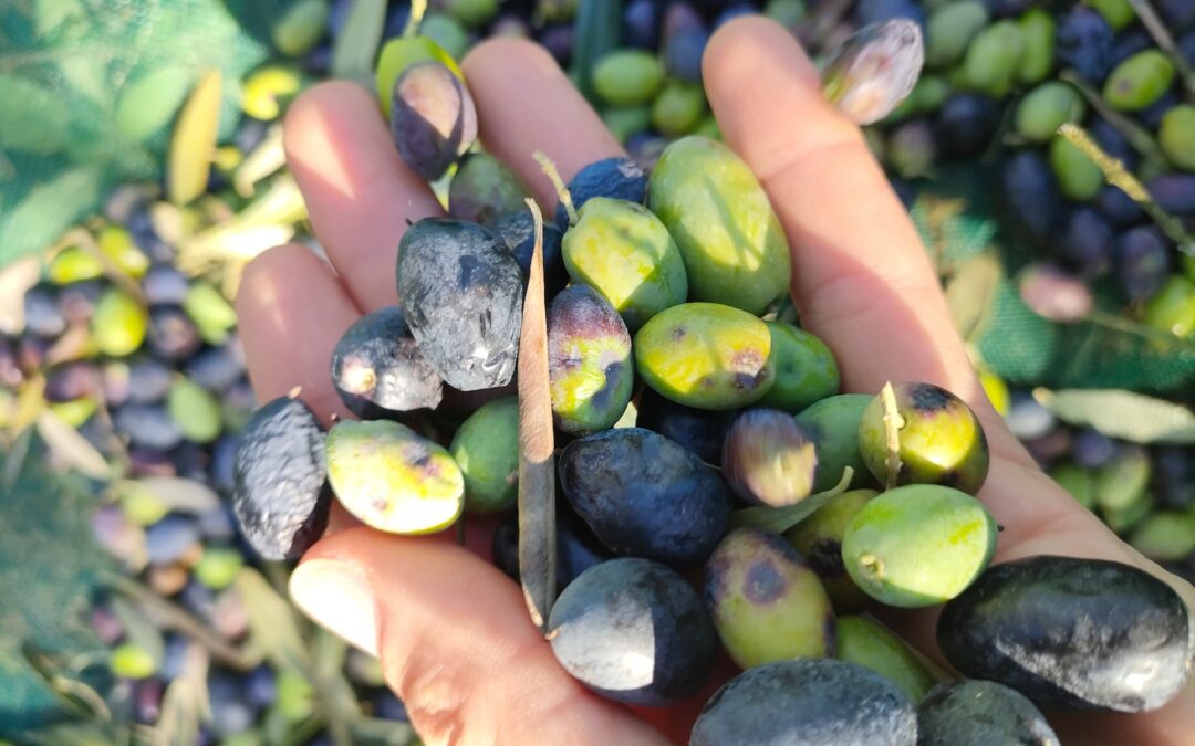 Tour enogastronomico di Langhe & Riviera